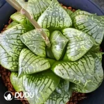 Haworthia Painter Skin - Image 2