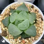 Haworthia Poppy Clustering - Image 2