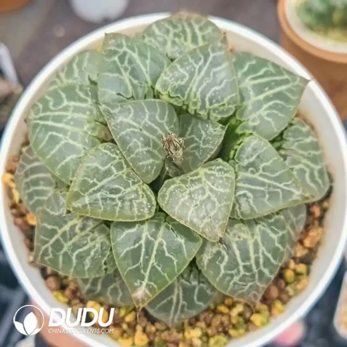 Haworthia Cooperi Truncata Crystal 101 - Image 2