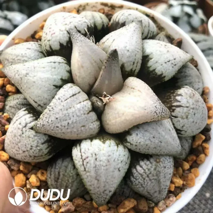 Haworthia White Wine Cup Silver - Image 2