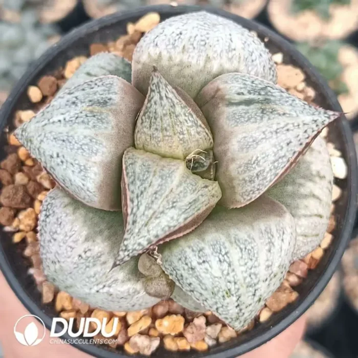 Haworthia Splendens Taj Mahal - Image 2