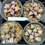 Haworthia Princess Kazunomiya