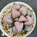 Haworthia Princess Kazunomiya - Image 2