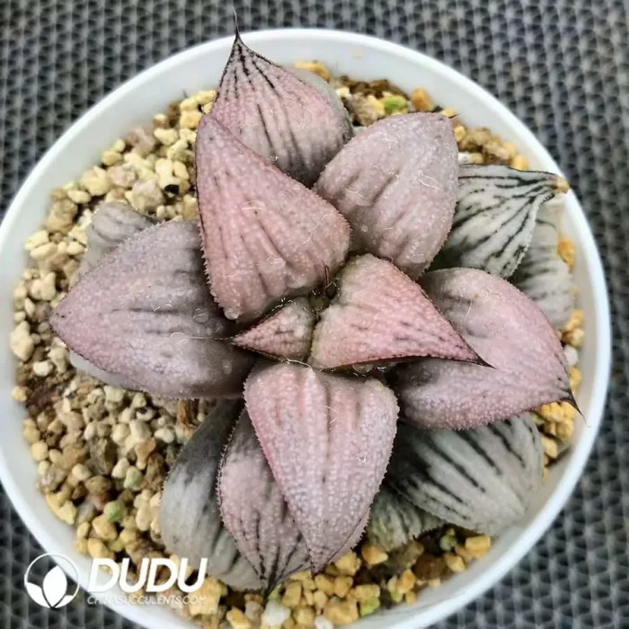 Haworthia Princess Kazunomiya - Image 2