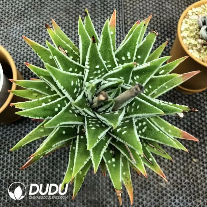 Haworthia Pumila Hybrid 'Emperor'Seed Grown - Image 2