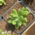 Pachyphytum Pandora Double Heads