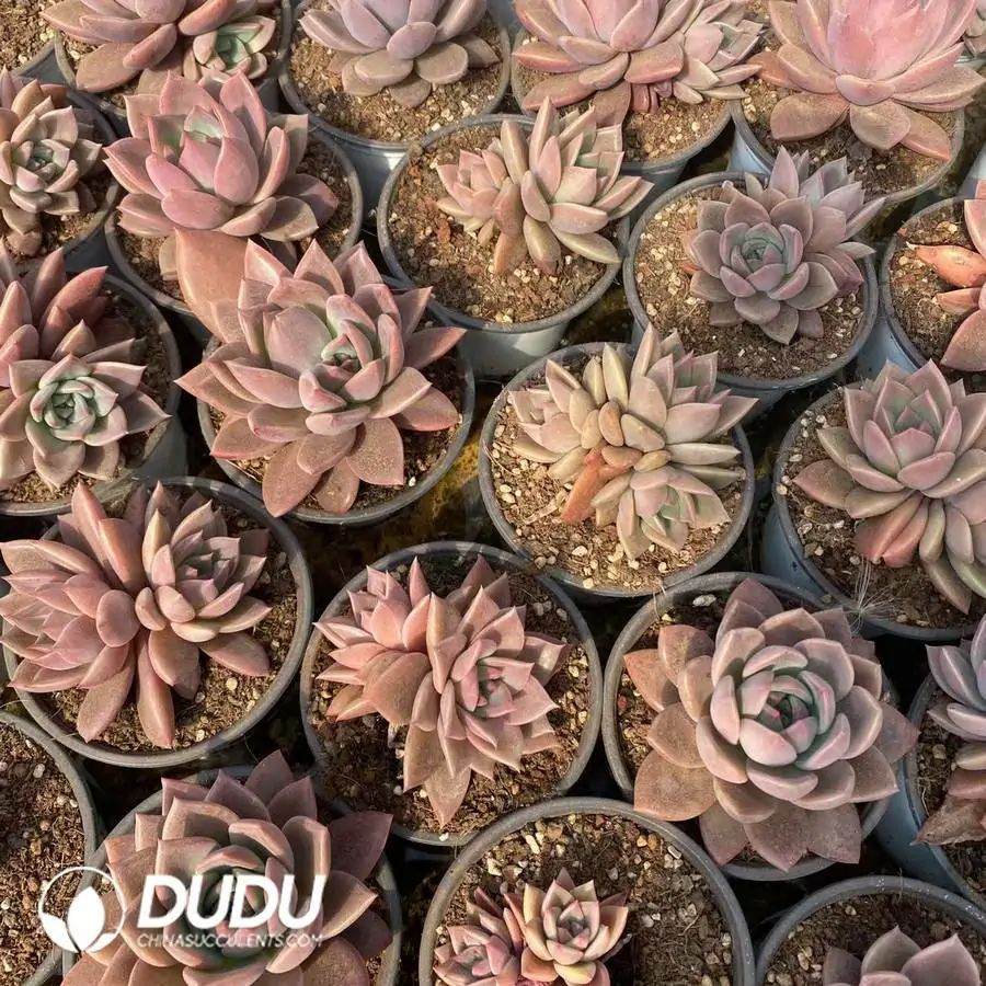 1745217454-e201.webp Echeveria Brown Sugar Card(Single,Double Heads, Clustering Randomly) - Image 1