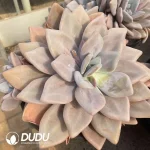 Graptoveria Pink Rabbit Clustering - Image 2