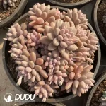 Pachyphytum Cherry Beauty Clustering