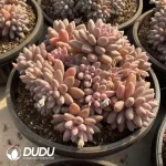 Pachyphytum Cherry Beauty Clustering - Image 2