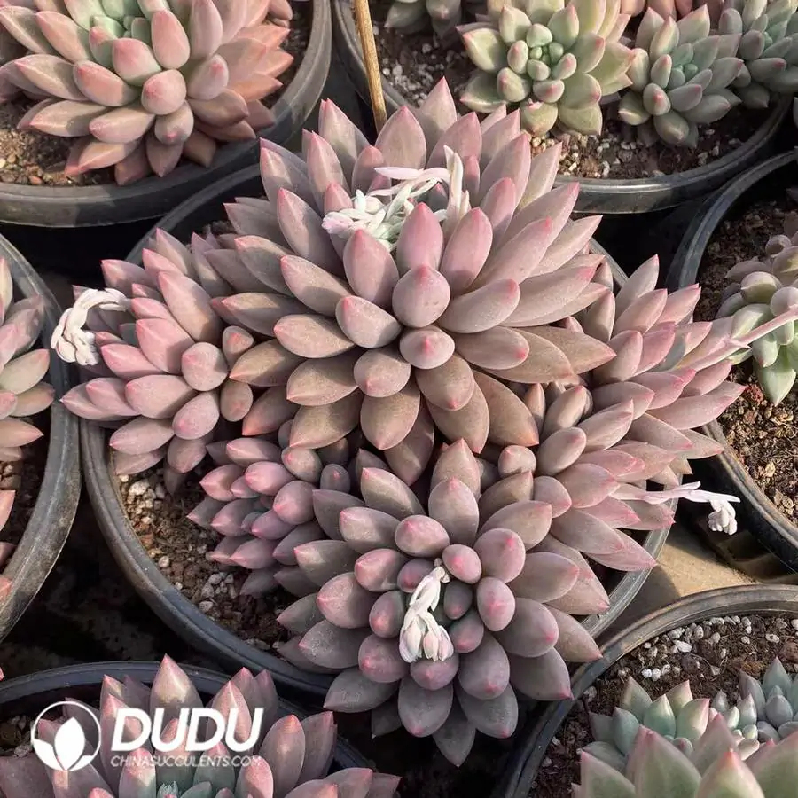 1745217490-e201.webp Pachyphytum YuJi Beauty Clustering - Image 1