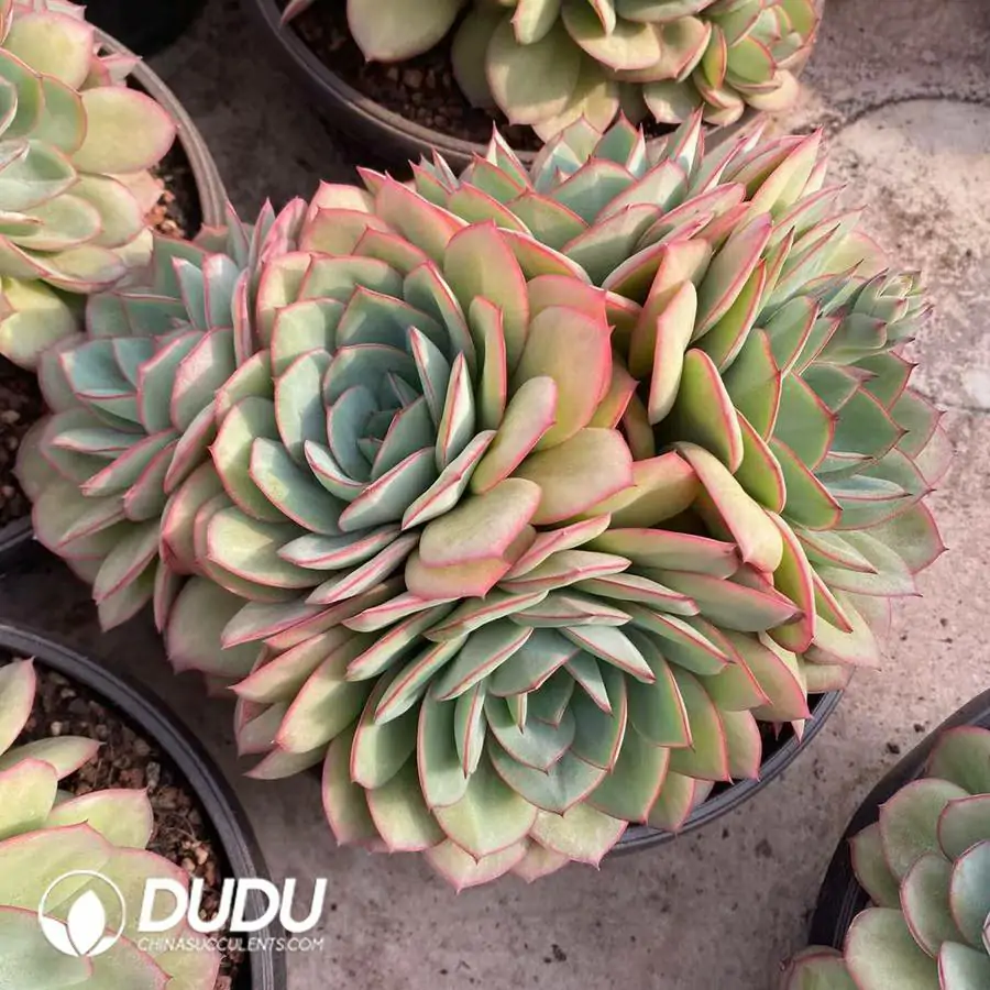 1745217492-e201.webp Echeveria Peony Pavilion Clustering - Image 1