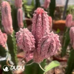 Euphorbia abdelkuri cv. Damask Var. Clustering