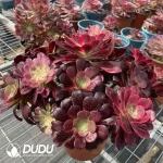 Aeonium Grafted NO.1 - Image 3