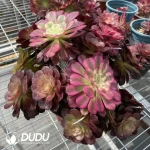 Aeonium Grafted NO.2 - Image 3