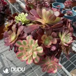 Aeonium Grafted NO.3 - Image 2