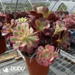 Aeonium Grafted NO.3 - Image 3