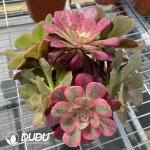 Aeonium Grafted NO.6