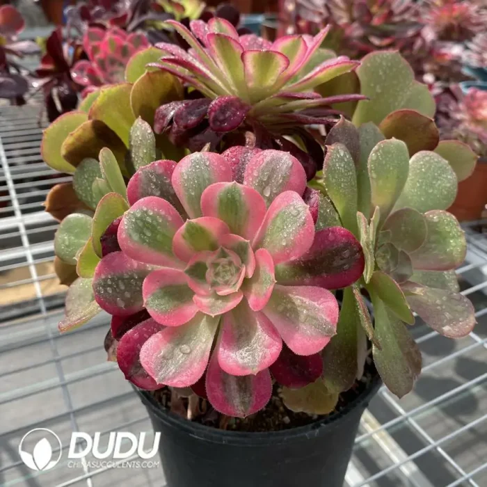 Aeonium Grafted NO.6 - Image 2