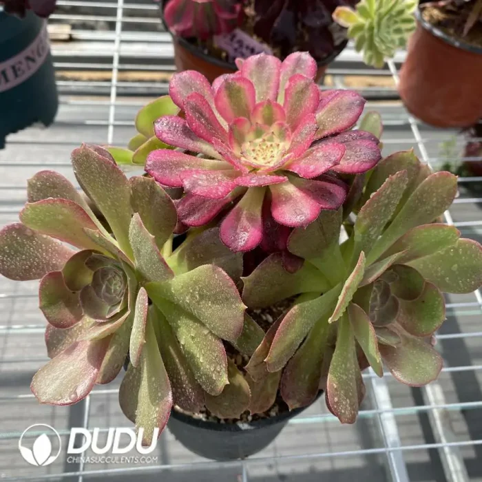 Aeonium Grafted NO.6 - Image 3