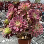 Aeonium Grafted NO.7 - Image 2