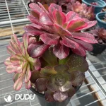 Aeonium Grafted NO.8