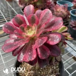 Aeonium Grafted NO.8 - Image 4