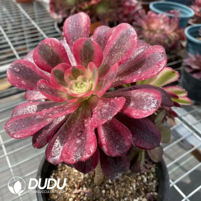 Aeonium Grafted NO.8 - Image 4