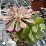 Aeonium Grafted NO.9 - Image 2