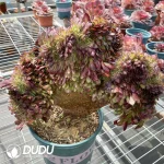 Aeonium Black King Kong Cristata