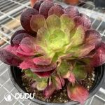 Aeonium Miul Chimera NO.4