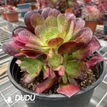 Aeonium Miul Chimera NO.4 - Image 2