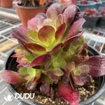 Aeonium Miul Chimera NO.4 - Image 3