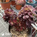 Aeonium Middle Variegated of Zwartkin Cristata No.1