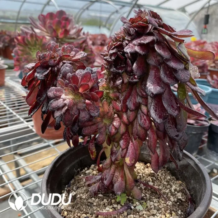 Aeonium Middle Variegated of Zwartkin Cristata No.1 - Image 2