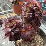 Aeonium Middle Variegated of Zwartkin Cristata No.1 - Image 3