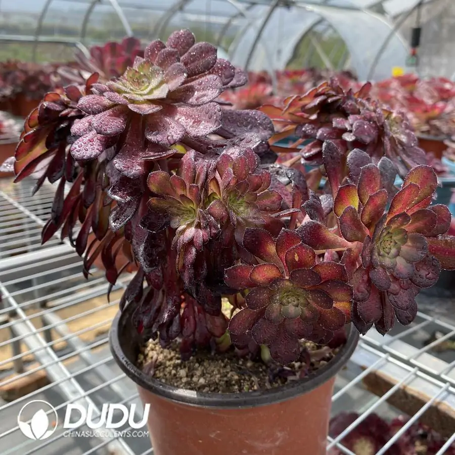 1745217780-e201.webp Aeonium Middle Variegated of Zwartkin Cristata No.2 - Image 1