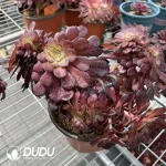 Aeonium Middle Variegated of Zwartkin Cristata No.2 - Image 2