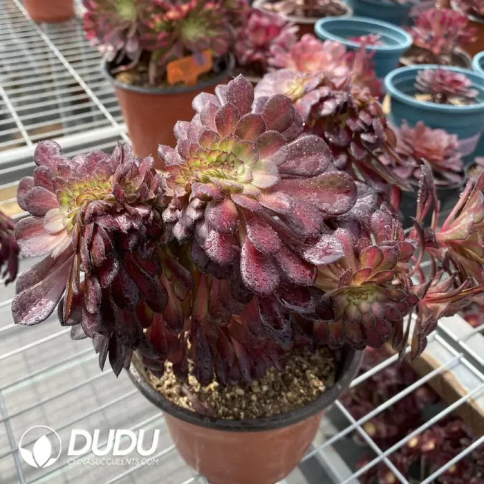 Aeonium Middle Variegated of Zwartkin Cristata No.2 - Image 3