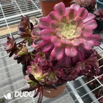 Aeonium Mardi Gras Mutations