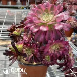 Aeonium Mardi Gras Mutations - Image 2