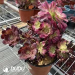 Aeonium Mardi Gras Mutations - Image 3
