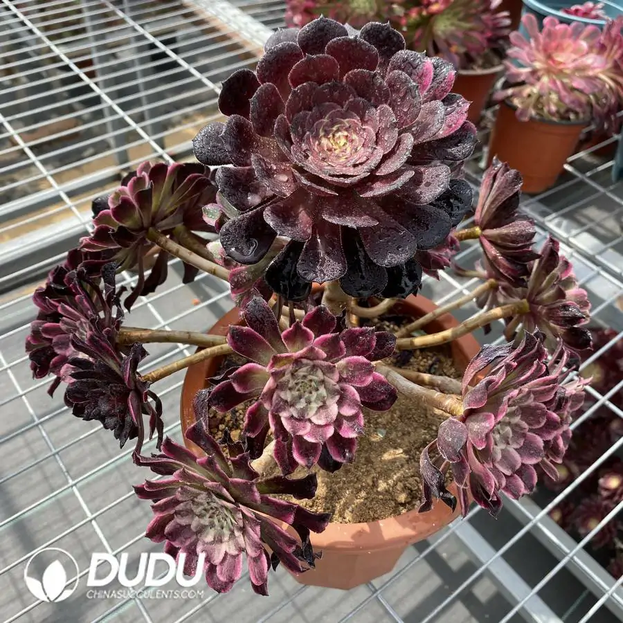 1745217794-e201.webp Aeonium Ink Painting Chimera - Image 1