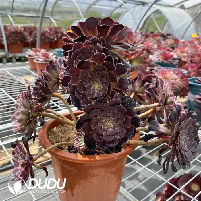 Aeonium Ink Painting Chimera - Image 3