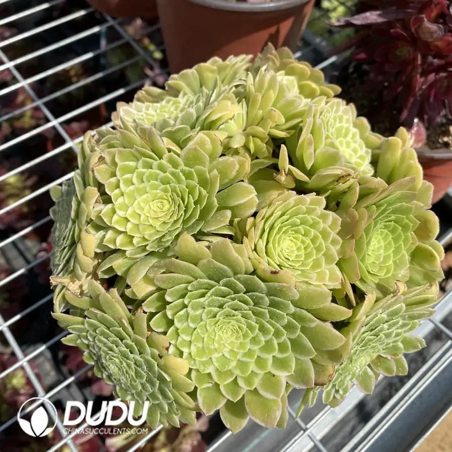 1745220504-e201.webp Aeonium Halloween Variegated Clustering - Image 1