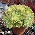 Aeonium Halloween Variegated Clustering - Image 2
