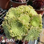 Aeonium Halloween Variegated Clustering - Image 3