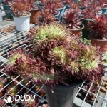 Aeonium Golden Chrysanthemum Cristate