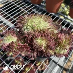 Aeonium Golden Chrysanthemum Cristate - Image 2