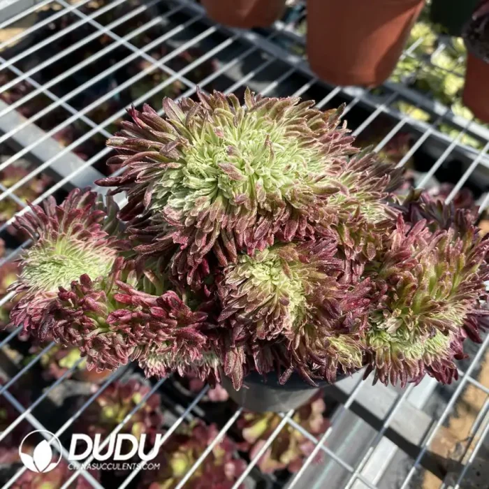 Aeonium Golden Chrysanthemum Cristate - Image 2